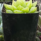 Gasteria Green Ice