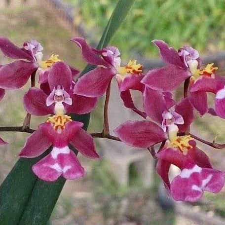 Oncidium Tariflor Lady Orchid potted | Fragrant Scented Blooms | Easy Care Orchid
