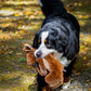 Maple Moose X-Brace™ Durable Plush Dog Toy