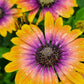 Purple & Yellow Cape Daisy Seeds - 200+ Osteospermum Seeds - USA Grown -  - Bicolor Blooms - Drought Tolerant - Butterfly Garden