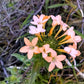 100 LARGE FLOWERED PHLOX Collomia Grandiflora Flower Seeds