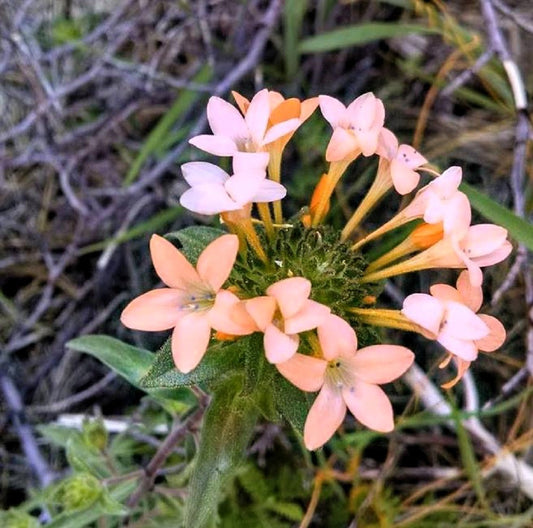 100 LARGE FLOWERED PHLOX Collomia Grandiflora Flower Seeds