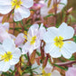 Pale Evening Primrose Seeds, Oenothera pallida, 8-20 Inches Tall, White to Pale Pink Blooms, Fragrant, USDA Zones 4-9, Non-GMO