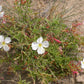 Pale Evening Primrose Seeds, Oenothera pallida, 8-20 Inches Tall, White to Pale Pink Blooms, Fragrant, USDA Zones 4-9, Non-GMO