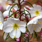 Pale Evening Primrose Seeds, Oenothera pallida, 8-20 Inches Tall, White to Pale Pink Blooms, Fragrant, USDA Zones 4-9, Non-GMO