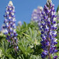 Arroyo Lupine Seeds, Lupinus succulentus, 24-48 Inches Tall, Purple-Blue & White Blooms, Drought Tolerant, USDA Zones 3-9, Non-GMO