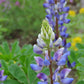 Arroyo Lupine Seeds, Lupinus succulentus, 24-48 Inches Tall, Purple-Blue & White Blooms, Drought Tolerant, USDA Zones 3-9, Non-GMO