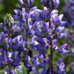 Arroyo Lupine Seeds, Lupinus succulentus, 24-48 Inches Tall, Purple-Blue & White Blooms, Drought Tolerant, USDA Zones 3-9, Non-GMO
