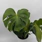 Monstera Deliciosa