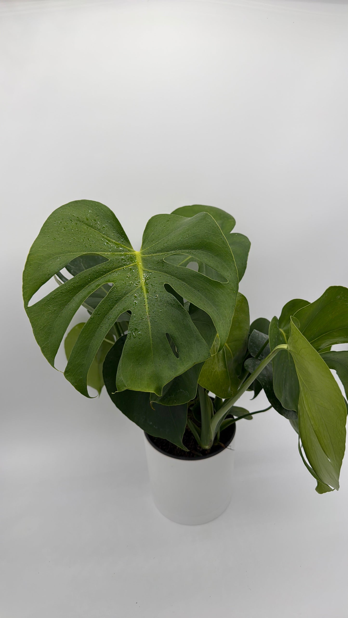 Monstera Deliciosa
