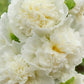 Chaters Double White Hollyhock Seeds, Alcea rosea, 4-6 Feet Tall, Fully Double White Blooms, Attracts Pollinators, USDA Zones 3-8, Non-GMO