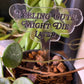 Acrylic Plant Stakes