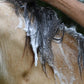 Banixx Shampoo & Spray 16 oz – Horse & Dog Skin & Coat Care Bundle
