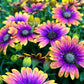 Purple & Yellow Cape Daisy Seeds - 200+ Osteospermum Seeds - USA Grown -  - Bicolor Blooms - Drought Tolerant - Butterfly Garden