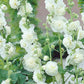 Chaters Double White Hollyhock Seeds, Alcea rosea, 4-6 Feet Tall, Fully Double White Blooms, Attracts Pollinators, USDA Zones 3-8, Non-GMO