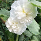 Chaters Double White Hollyhock Seeds, Alcea rosea, 4-6 Feet Tall, Fully Double White Blooms, Attracts Pollinators, USDA Zones 3-8, Non-GMO