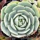 Echeveria Abalone
