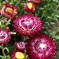 Purple Red Strawflower Seeds, Helichrysum bracteatum, 24-40 Inches Tall, Everlasting Blooms, Cut & Dried Flowers, USDA Zones 2-10, Non-GMO