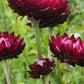 Purple Red Strawflower Seeds, Helichrysum bracteatum, 24-40 Inches Tall, Everlasting Blooms, Cut & Dried Flowers, USDA Zones 2-10, Non-GMO