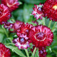 Purple Red Strawflower Seeds, Helichrysum bracteatum, 24-40 Inches Tall, Everlasting Blooms, Cut & Dried Flowers, USDA Zones 2-10, Non-GMO