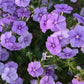 Beauty Blue Phlox Seeds, Phlox drummondii, 8-12 Inches Tall, Violet-Blue Blooms, Fragrant, Attracts Pollinators, USDA Zones 3-9, Non-GMO