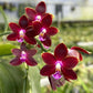 Phalaenopsis (Tying Shin Fly Eagle X Su-An Super Star) 'YL-129'