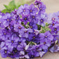 Beauty Blue Phlox Seeds, Phlox drummondii, 8-12 Inches Tall, Violet-Blue Blooms, Fragrant, Attracts Pollinators, USDA Zones 3-9, Non-GMO