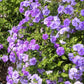 Beauty Blue Phlox Seeds, Phlox drummondii, 8-12 Inches Tall, Violet-Blue Blooms, Fragrant, Attracts Pollinators, USDA Zones 3-9, Non-GMO