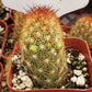 #18C Mammilaria Copper King 2"