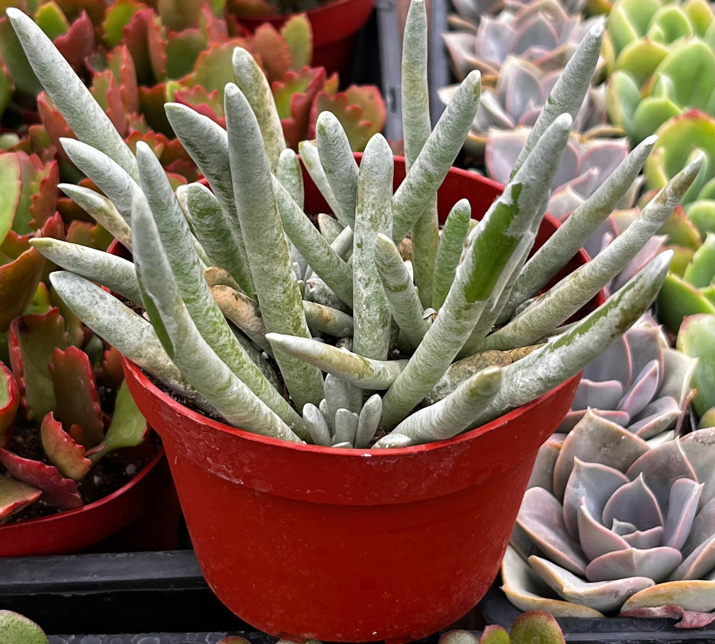 Senecio Woolly