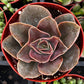 Echeveria Fireglow