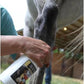 Banixx Shampoo & Spray 16 oz – Horse & Dog Skin & Coat Care Bundle