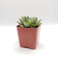 #19 Echeveria Purposorum