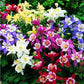 Baby's Breath, Sunflower, Cosmos, Daisy Four-season Seeds