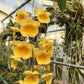 Dendrobium Aggregatum Orchid in a 4 inch pot! This orchid can be successfully grown at home in a bright location!