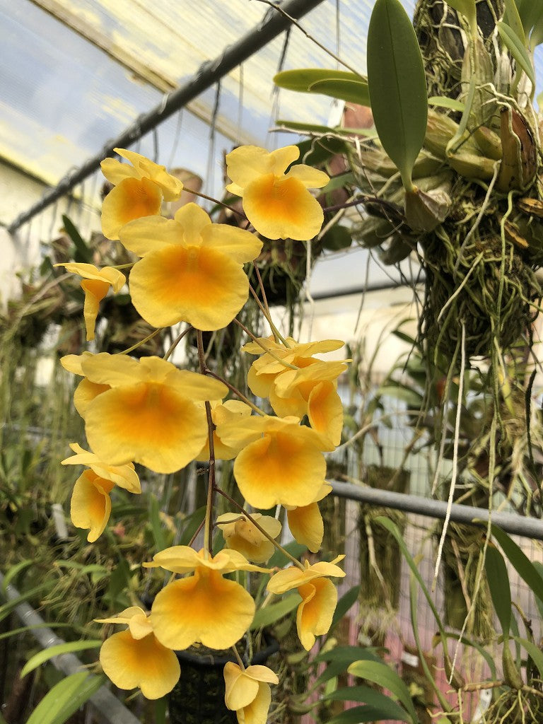 Dendrobium Aggregatum Orchid in a 4 inch pot! This orchid can be successfully grown at home in a bright location!