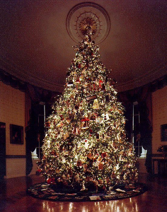 20 FRASER FIR Tree Abies Fraseri Christmas Tree Southern Balsam Fir Native Evergreen Seeds