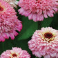 Zinderella Lilac Zinnia Seeds - 100+ Double Bloom Seeds - USA Grown -  - Cut Flower Garden - Butterfly Magnet - Easy Grow