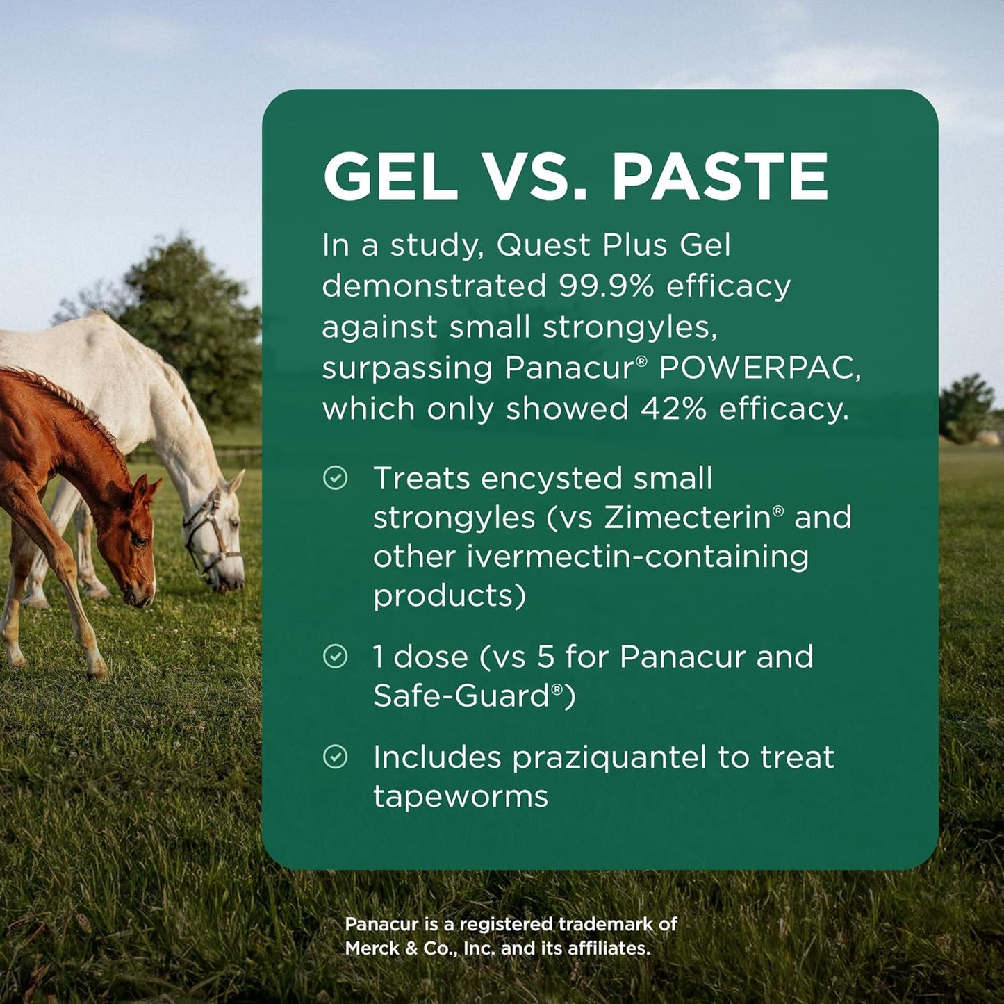 Zoetis Quest Plus Horse Wormer Gel Moxidectin Praziquantel Paste Tube