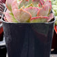 Echeveria Carmencita