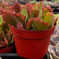 Kalanchoe Longiflora