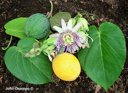10 SWEET GRANADILLA Yellow Passionfruit Grenadia Sugar Fruit Passiflora Ligularis Huge Purple & White Flower Yellow Orange Fruit Vine Seeds