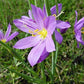 20 GRASSWIDOW Purple-Eyed Grass Sisyrinchium Inflatum syn. Olsynium Douglasii Grass Widows Reddish Purple Ornamental Grass Flower Seeds