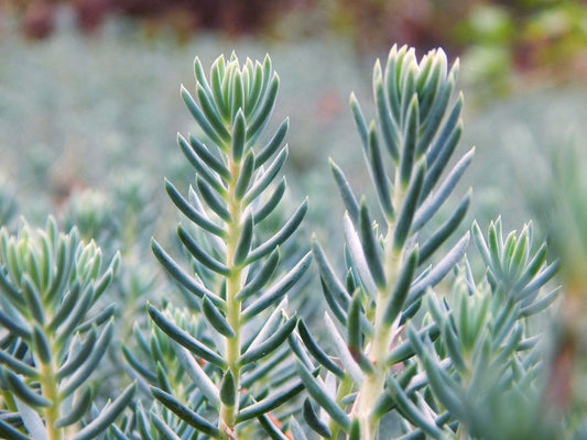 50 BLUE SPRUCE SEDUM Reflexum Succulent Jenny's Stonecrop Goldmoss Yellow Flower Seeds