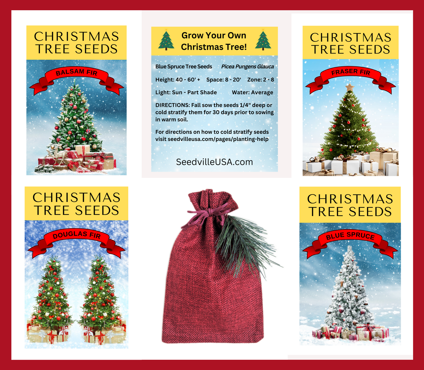 Grow Your Own CHRISTMAS TREE - Fraser Fir ( Abies Fraseri ) Gift Packet of Tree Seeds