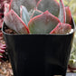Echeveria Lavender Cloud