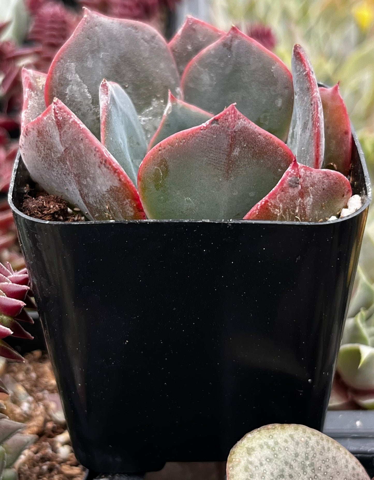 Echeveria Lavender Cloud