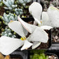 Cotyledon Orbiculata Pig's Ear