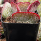 Adromischus Triflorus Calico Hearts