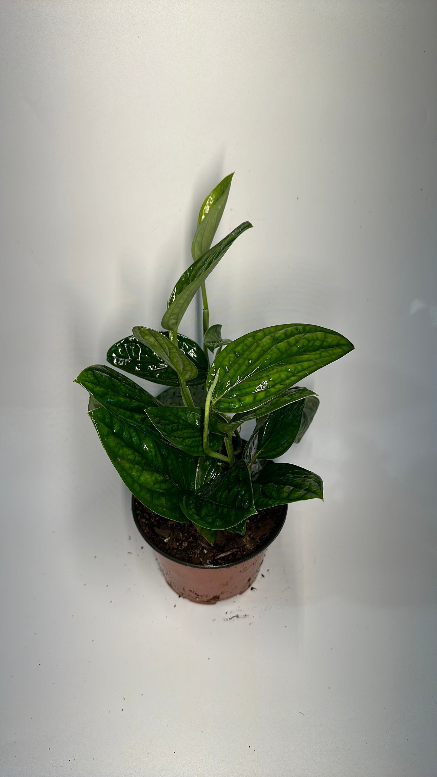 Monstera Peru